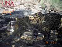 Jaguar 14
